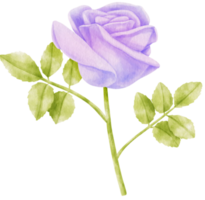 lila ros blommor akvarell illustration png