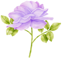 lila ros blommor akvarell illustration png