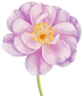 illustration aquarelle de fleurs roses pourpres png
