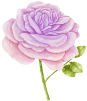 lila ros blommor akvarell illustration png