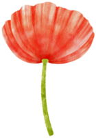 illustration aquarelle de fleurs rouges png