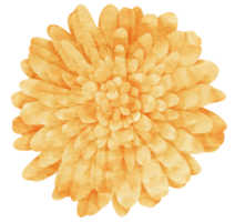 acuarela de flor de naranja pintada para elemento decorativo png