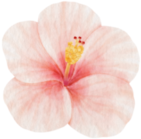Pink hibiscus flower watercolor style for Decorative Element png