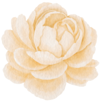 White peony flower watercolor style for Decorative Element png