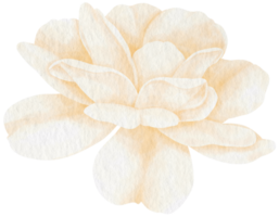 White rose flower watercolor style for Decorative Element png