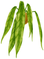 anthurium tropisk växt akvarell illustration png