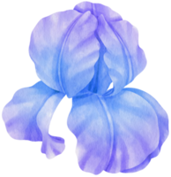 ilustração de aquarela de flores de íris azul png