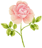 Pink rose flowers watercolor illustration png