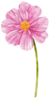 Pink cosmos flowers watercolor illustration png