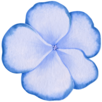 illustrazione dell'acquerello di fiori blu png