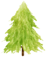 illustrazione dell'acquerello dell'albero per elemento decorativo png