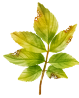 Branch of Green Leaf watercolor style for Decorative Element png