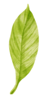 estilo de acuarela de hoja verde tropical para elemento decorativo png