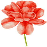 ilustração em aquarela de flores rosas vermelhas