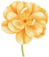 rosa naranja flores acuarela ilustración png