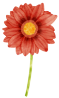 ilustración de acuarela de flores de gerbera roja png
