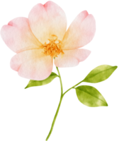 vackra blommor akvarell illustration png