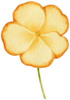 illustration aquarelle de fleurs jaunes png