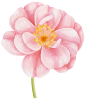 Beautiful pink rose flowers watercolor illustration png