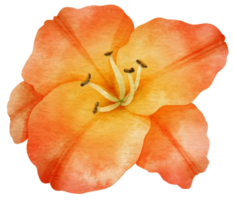 Orange lily flower watercolor painted for Decorative Element png