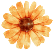 aquarelle de fleur d'oranger peinte pour élément décoratif png