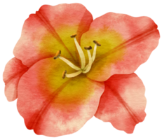 acuarela de flor de lirio rojo pintada para elemento decorativo png