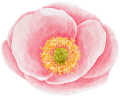 estilo aquarela de flor rosa para elemento decorativo png