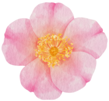 Pink rose flower watercolor style for Decorative Element png