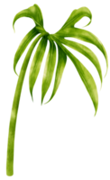 anturio dedos hoja tropical acuarela ilustración png