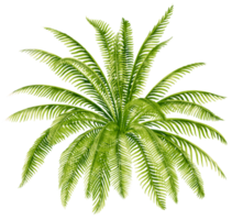 ilustración de acuarela de planta tropical de cícadas png