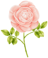 Pink rose flowers watercolor illustration png