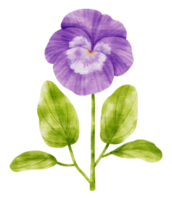 Branch of purple flower blossom with leaves  watercolor style for Decorative Element png