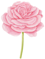 roze roos bloemen aquarel illustratie png