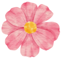 aquarela de flor rosa pintada para elemento decorativo png