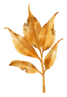 branche de style aquarelle de feuille d'oranger d'automne pour élément décoratif png