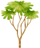 träd akvarell illustration för dekorativa element png
