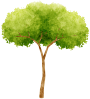 ilustración de acuarela de árbol para elemento decorativo png