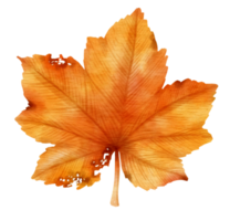 Autumn Orange Leaf  watercolor style for Decorative Element png