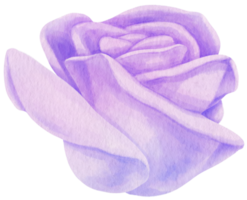 illustrazione dell'acquerello di fiori di rosa viola png