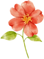 Red flowers watercolor illustration png