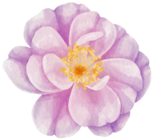 paars roze bloemen aquarel illustratie png