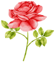 Red rose flowers watercolor illustration png