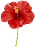 Red hibiscus flowers watercolor illustration png