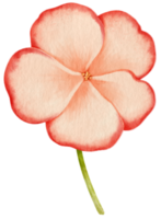 illustrazione dell'acquerello dei fiori png