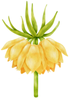 Yellow flowers watercolor illustration png