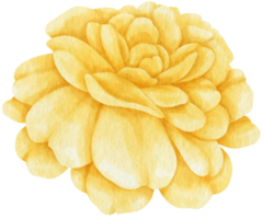 illustrazione dell'acquerello di fiori di rosa gialla png