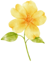 Yellow flowers watercolor illustration png