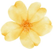 gula blommor akvarell illustration png