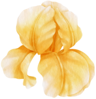 Yellow iris flowers watercolor illustration png