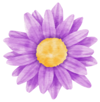 Purple flower watercolor painted for Decorative Element png